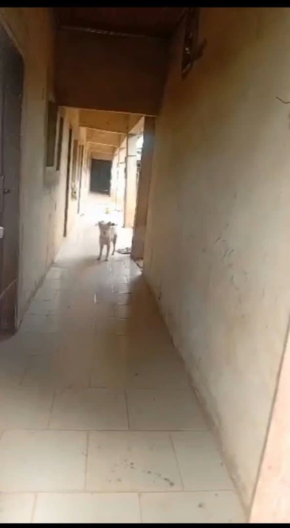 🔥 14-Unit Self-Contained Hostel/Guesthouse for Sale Near Igbariam Junction, Anambra — 4